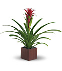 Teleflora's Bromeliad Beauty In Louisville, KY, In Kentucky, Schmitt's Florist